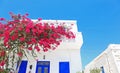 Blooming bougainvillea flowers at Ano Koufonisi island Cyclades Greece Royalty Free Stock Photo