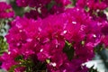 Blooming bougainvillea flowers background. Bright pink magenta bougainvillea flowers as a floral background. Royalty Free Stock Photo