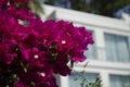 Blooming bougainvillea flowers background. Bright pink magenta bougainvillea flowers as a floral background. Royalty Free Stock Photo