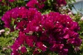 Blooming bougainvillea flowers background. Bright pink magenta bougainvillea flowers as a floral background. Royalty Free Stock Photo