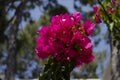 Blooming bougainvillea flowers background. Bright pink magenta bougainvillea flowers as a floral background. Royalty Free Stock Photo