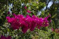 Blooming bougainvillea flowers background. Bright pink magenta bougainvillea flowers as a floral background. Royalty Free Stock Photo