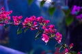 Blooming bougainvillea flowers background. Bright pink magenta bougainvillea flowers as a floral background. Royalty Free Stock Photo