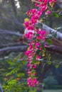 Blooming bougainvillea flowers background. Bright pink magenta bougainvillea flowers as a floral background. Royalty Free Stock Photo