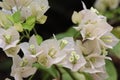 Blooming bougainvillea flowers background. Bright white bougainvillea flowers as a floral background. Bougainvillea flowers Royalty Free Stock Photo