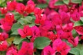 Blooming bougainvillea flowers Royalty Free Stock Photo