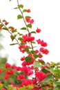 Blooming bougainvillea flowers Royalty Free Stock Photo