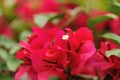 Blooming bougainvillea flowers Royalty Free Stock Photo