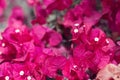 Blooming Bougainvillea flowers of dark red color Royalty Free Stock Photo