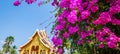 Blooming Bougainvillea flowers in front of Luang Prabang National Museum, Laos Royalty Free Stock Photo