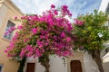 Blooming bougainvillea flowers, Greece Royalty Free Stock Photo