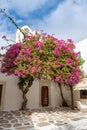 Blooming bougainvillea flowers, Greece Royalty Free Stock Photo