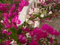 Blooming Bougainvillea Flowers Royalty Free Stock Photo
