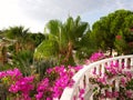 Blooming Bougainvillea Flowers Royalty Free Stock Photo