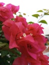 blooming bougainvillea flowers photographed from close range Royalty Free Stock Photo