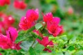 Blooming bougainvillea flowers in spring after rain Royalty Free Stock Photo