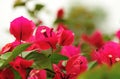 Blooming bougainvillea flowers in spring after rian Royalty Free Stock Photo