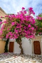 Blooming bougainvillea flowers, Greece Royalty Free Stock Photo