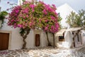 Blooming bougainvillea flowers, Greece Royalty Free Stock Photo