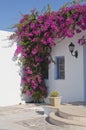 Blooming bougainvillea, framing the window Royalty Free Stock Photo