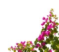 Blooming bougainvillea isolated on white background Royalty Free Stock Photo