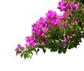 Blooming Bougainvillea.