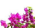 Blooming bougainvillea isolated on white background Royalty Free Stock Photo