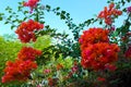 Blooming bougainvillea, Latin Bougainvillea. Red bougainvillea flowers on the branches, against the blue sky