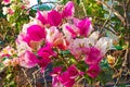 Blooming bougainvillea, Latin Bougainvillea. White-pink bougainvillea flowers