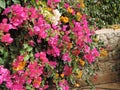 Blooming bougainvillea.Magenta bougainvillea flowers.Bougainvillea flowers as a background Royalty Free Stock Photo