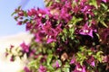 Blooming bougainvillea.Magenta bougainvillea flowers. bougainvillea flowers as a background. floral background Royalty Free Stock Photo