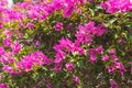 blooming bougainvillea. Magenta bougainvillea flowers. Colorful purple flowers texture for designers. Royalty Free Stock Photo