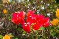 Blooming bougainvillea.Magenta bougainvillea flowers