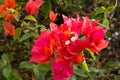 Blooming bougainvillea.Magenta bougainvillea flowers
