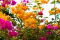 Blooming bougainvillea.Magenta bougainvillea flowers