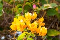 Blooming bougainvillea.Magenta bougainvillea flowers Royalty Free Stock Photo