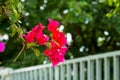 Blooming bougainvillea.Magenta bougainvillea flowers