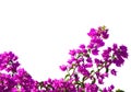 Blooming Bougainvillea of magenta color isolated on white background. Selective focus