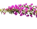 Blooming Bougainvillea of magenta color isolated on white background. Selective focus Royalty Free Stock Photo