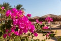 Blooming bougainvillea.Magenta bougainvillea flowers on the beach in Egypt Royalty Free Stock Photo