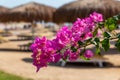 Blooming bougainvillea.Magenta bougainvillea flowers on the beach in Egypt