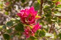 Blooming bougainvillea.Magenta bougainvillea flowers. Closeup of colorful flowers Royalty Free Stock Photo