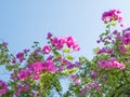 Blooming bougainvillea.Magenta bougainvillea flowers de-focus background Royalty Free Stock Photo