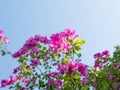 Blooming bougainvillea.Magenta bougainvillea flowers defocus background