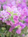 Blooming bougainvillea.Magenta bougainvillea flowers defocus background