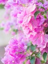 Blooming bougainvillea.Magenta bougainvillea flowers defocus background Royalty Free Stock Photo