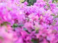 Blooming bougainvillea.Magenta bougainvillea flowers defocus background Royalty Free Stock Photo