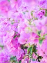 Blooming bougainvillea.Magenta bougainvillea flowers defocus background Royalty Free Stock Photo