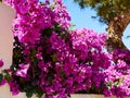 Blooming Bougainvillea Paper flower