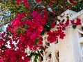 Blooming Bougainvillea Paper flower